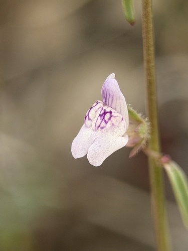 Least Snapdragon (Sairocarpus kingii)