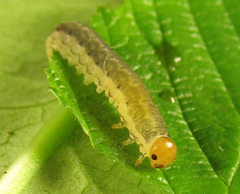 Empria liturata