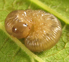 Empria liturata