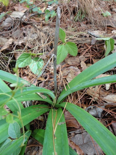 Agave verhoekiae