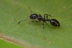 Monomorium minimum