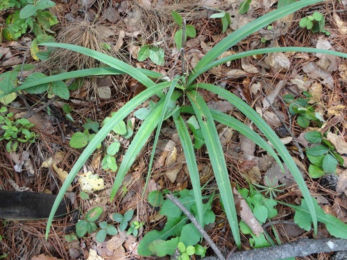 Agave verhoekiae