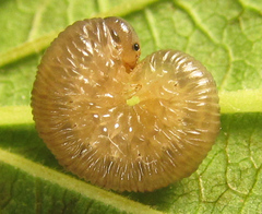 Empria liturata