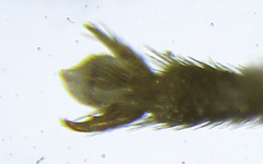 Empria liturata