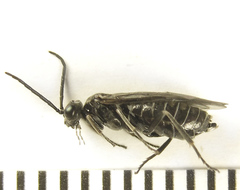 Empria liturata