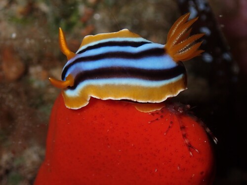 Pyjama Slug — seen at this dive site