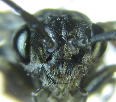 Empria liturata