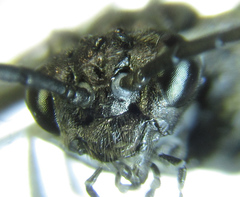 Empria liturata