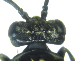 Empria liturata
