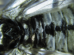 Empria liturata