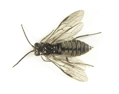 Empria liturata