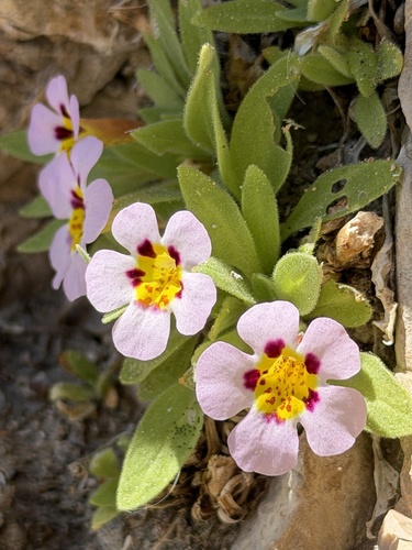 Death Valley monkeyflower (Diplacus rupicola)