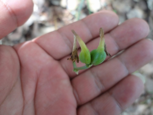 Agave verhoekiae