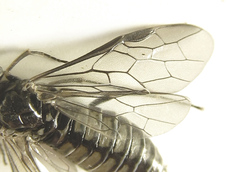 Empria liturata