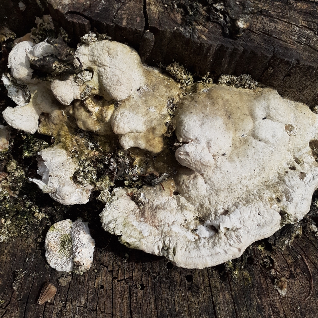 Trametes gibbosa · April 2026 · photo: © bogsuckers (iNaturalist, cc-by)