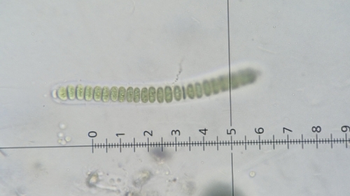 Johannesbaptistia pellucida observed 2026-04-03