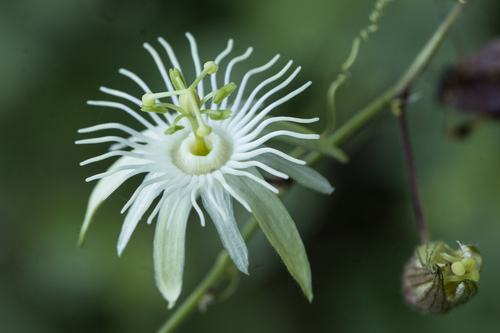 Passiflora capsularis, photograph 5