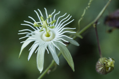 Passiflora capsularis, photograph author not stated, no rights reserved