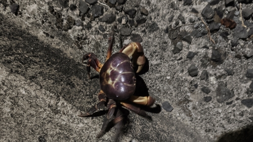 Gecarcoidea humei observed 2026-04-03