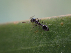 Monomorium minimum