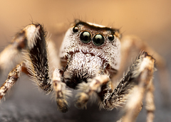 Dendryphantes zygoballoides