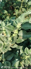 Cerisier D'hiver (Withania somnifera)