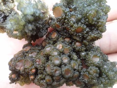 Leptogium phyllocarpum