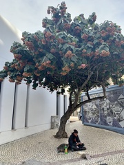Dombeya wallichii
