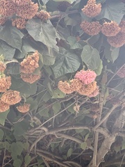 Dombeya wallichii