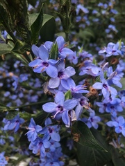 Eranthemum