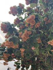 Dombeya wallichii