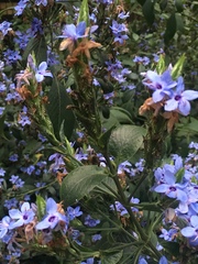 Eranthemum