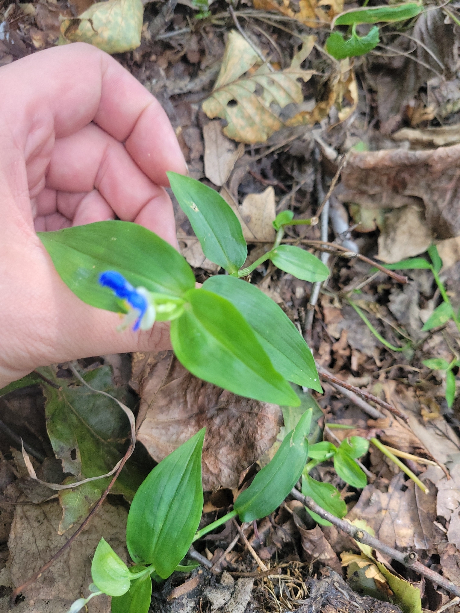 Asiatic Dayflower (Commelina communis)