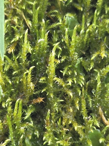 fern-leaved hook-moss (Cratoneuron filicinum)