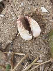 Acanthocardia echinata