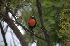 Leistes bellicosus