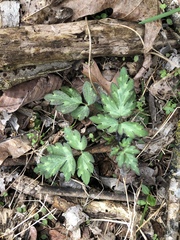 Phacelia bipinnatifida