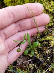 Crocidium multicaule