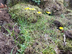 Crocidium multicaule