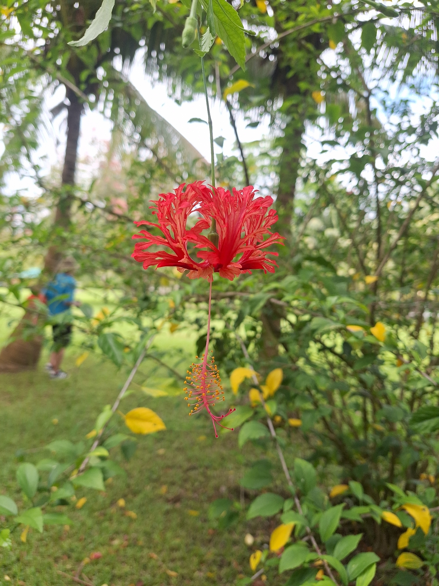 Fringed Rosemallow (Hibiscus schizopetalus)