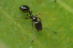 Monomorium minimum