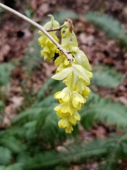Corylopsis