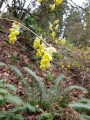 Corylopsis