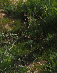 Gypsophila capillaris
