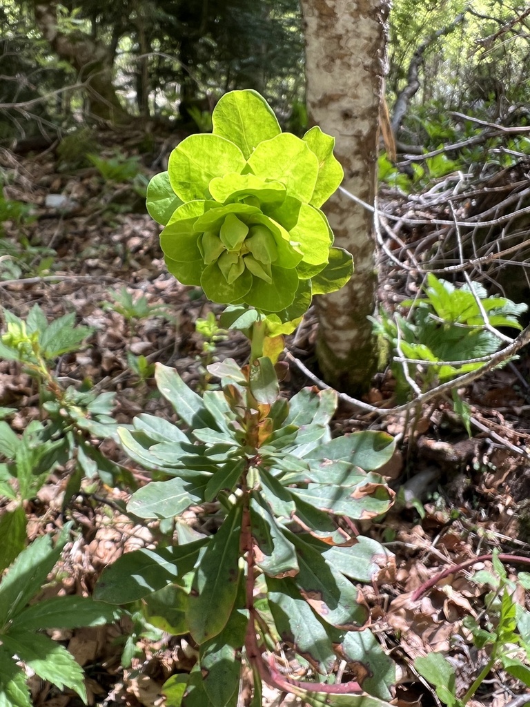 Euphorbia amygdaloides, Grad Livno, Federacija Bosne i Hercegovine, BA