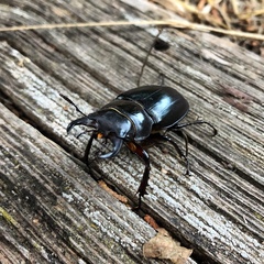 Lucanus barbarossa