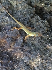 Anolis trinitatis