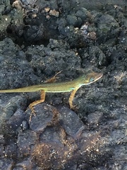 Anolis trinitatis