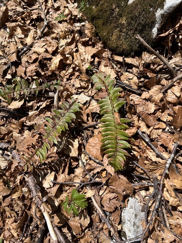 northern holly fern (Polystichum lonchitis)