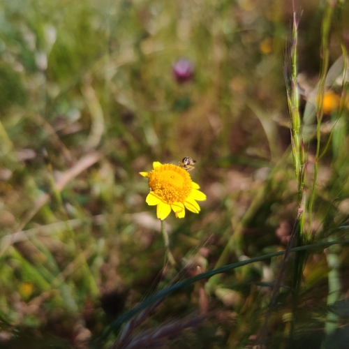 iNaturalist observation photo of common goldfields